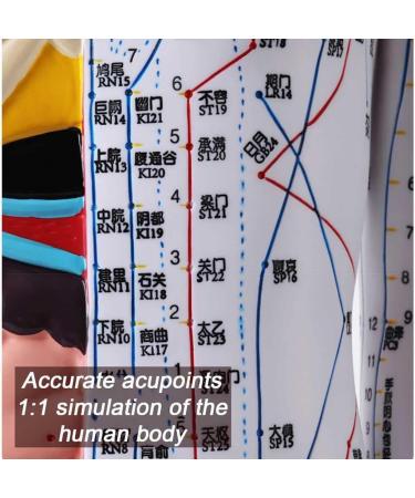 Male Acupuncture and Muscle Model Acupuncture Manikin 85Cm Meridian Anatomy Models with Accurate Lettering of Acupuncture Points for Teaching Training Presentation - Buy Online on GoSupps.com