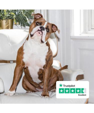 HEY HOLY Beautiful Bulldoggs P t es Grain Free Adult Dog Natural Food 750g x 18 Fresh Salmon Quality Protein - Buy Online on GoSupps.com