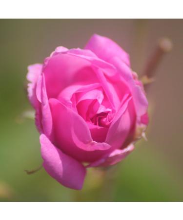 Essences Bulgaria Bio Real Bulgarian Rose Oil 3ml | 100% Natural & Vegan | Undiluted Rosa Damascena | Bio-Certified | Top Quality Family Business - Buy Online on GoSupps.com