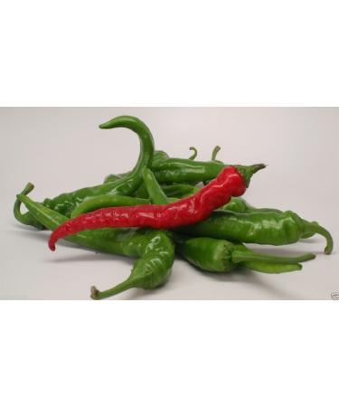 30 semi sottile Lunga Cayenne Pepper (Capsicum annuum) freschi essiccati in salamoia Hot Sauce