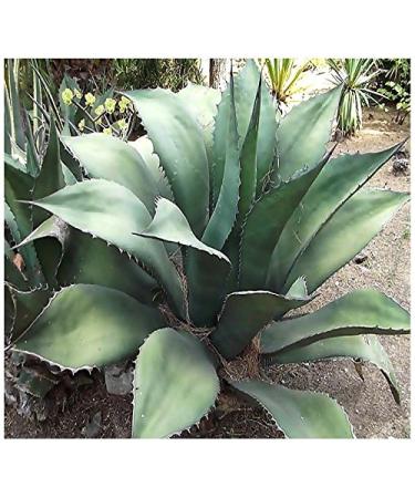 (20) Semi Agave salmiana Pianta - Verde Gigante Agave - Succulente