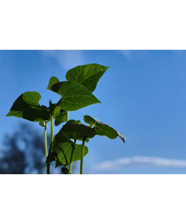 Organic Great Northern Beans  Raw  non GMO  Vegan  Bulk (10LB) Organic Great Northern Bean 10 Pound - Buy Online on GoSupps.com