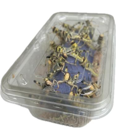 Livefood UK Live Locusts 25 X-Large size 35mm to 50mm quantity 25 Extra Large XL Hoppers 1 count (Pack of 25) - Buy Online on GoSupps.com