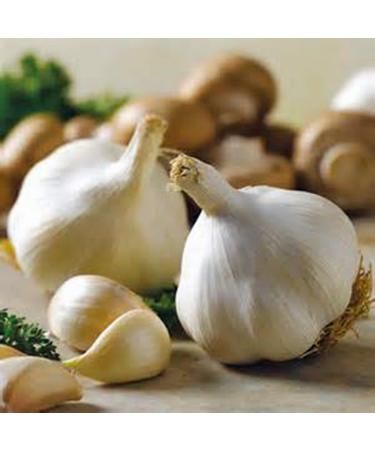 Fresh California Softneck Garlic Bulb - 20 Pack for Planting and Growing Your Own Garlic - Buy Online on GoSupps.com