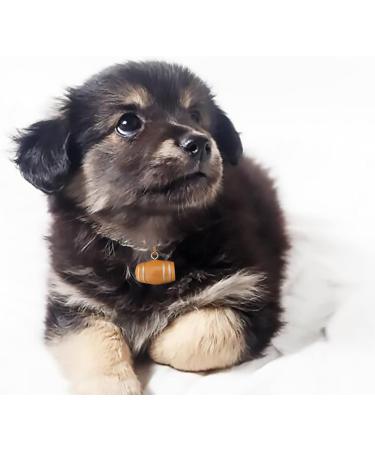 Buy Langjitianya Bernhardiner Rescue Barrel Collar for Small Dogs - Adjustable Mini-Barrel Band (Size S) in Braun - International Shipping Available - Buy Online on GoSupps.com