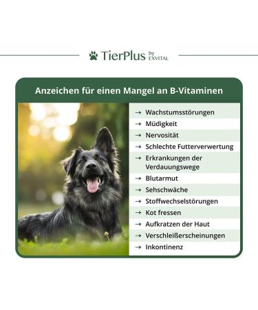 Tierplus Vitamin B Complex for Dogs & Cats - High Dosage 120 Tablets Essential Vitamins B1 B2 B3 B5 B6 B9 B12 & K3 Made in Germany - Best for Pet Health - Buy Online on GoSupps.com