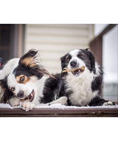 Loyalty Dog Treats Chicken Feet + Chicken Necks | Fully Natural Single Ingredient Canadian Dehydrated Training Treats (1000g) 1 kg (Pack of 1) Dog Treats+ Dog Treats - Buy Online on GoSupps.com