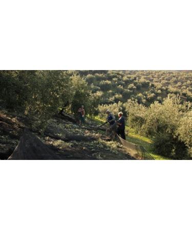 Premium Extra Virgin Olive Oil Picholine 500ml - Moroccan Slightly Spicy Cold Extraction - Buy Online - Buy Online on GoSupps.com