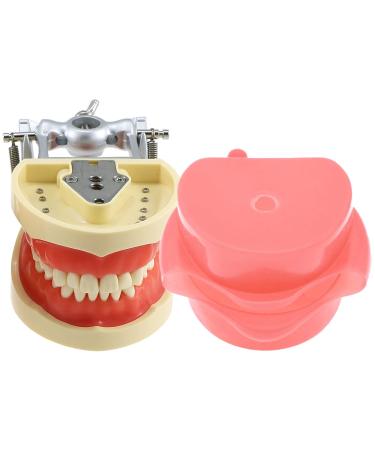 Samnuerly 28 removable teeth and simulation cheek dentistry model dentist-toothed demonstration teaching and learning tool for your apprenticeship