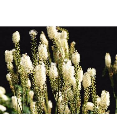 Menopause Tea 28 Days - Black Cohosh Relief, Non-GMO, 100% Natural Herbal Blend with Red Clover and Licorice - Caffeine-Free Menopause Support - Buy Online on GoSupps.com