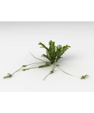 Silverweed Herb Tea | Potentilla Anserine L | Potentille Ans rine Herbe Tisane | Health Embassy (50g) - Buy Online on GoSupps.com