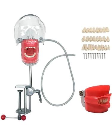 CEEBUS Dental Simulator Manikin Phantom Head - Teaching Mouth Head Model Fix on Chair Replaceable Typodont Tooth Model 360-Degree Adjustment for Dentists & Dental Assistants and Hygienists kk852 - Buy Online on GoSupps.com