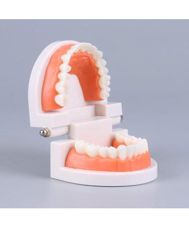 FGXY Standard Tooth Model - Educational Dental Model for Kids | Ideal for Dentists & Hospitals | Enhance Brushing Techniques - Buy Online on GoSupps.com