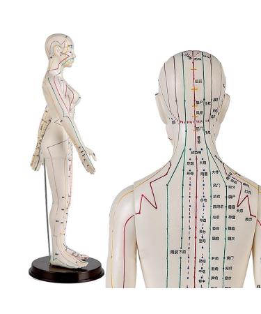 Female Acupuncture and Moxibustion Model 60cm - Medical Acupuncture and Moxibustion Model - Human Acupuncture and Moxibustion Model - Herbalist Body Statue