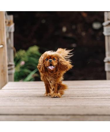 Mushroom Superblend for Dogs - Five Organic Functional Mushrooms for Immune Support Energy Enhancing Cognitive Health detoxing Anti Viral Anti fungal and Vitality. - Buy Online on GoSupps.com