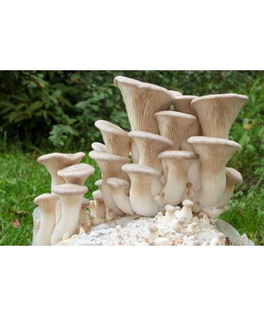 King Oyster Mushroom (Pleurotus eryngii) Liquid Culture Syringe for Mushroom Cultivation on Grain or Agar - Buy Online on GoSupps.com