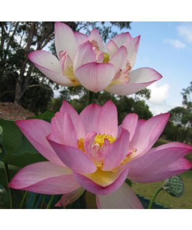 Pink Lotus Absolute Oil Organic Pure Natural 1 mL - Buy Online on GoSupps.com