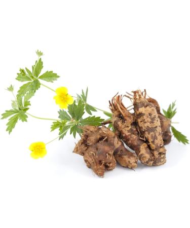 Tormentil Rhizome (Potentilla Erecta - Tormentillae Rhizoma) / Tormentille Rhizome - Health Embassy - 100% Natural (100g) - Buy Online on GoSupps.com