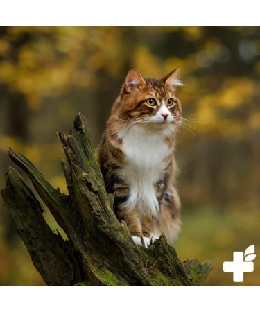 ReaVET Immun Vital for Cats 50g - for More Well-being and Vitality I Natural Defenses Strengthens the Immune System Without Artificial Additives - Buy Online on GoSupps.com