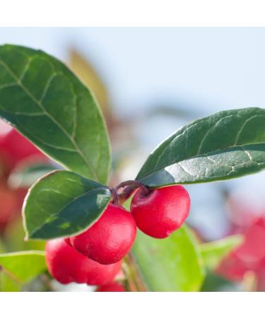 Primavera Organic Muscle Welfare Active Oil 50ml - Soothe Sore Muscles & Tension - Vegan Aromatherapy for Regeneration - Buy Online on GoSupps.com