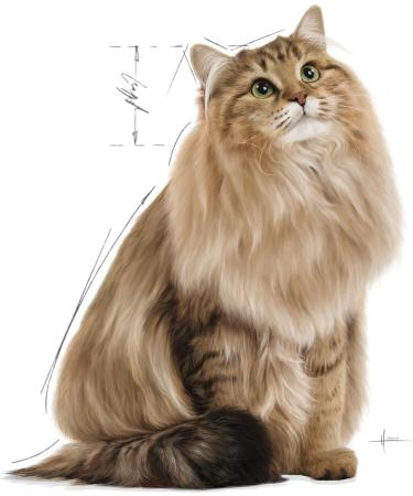 Royal Canin Hair & Skin Care Adult Wet Cat Food in Gravy 12 x 85g Fish or Meat 1.02 kg (Pack of 1) - Buy Online on GoSupps.com