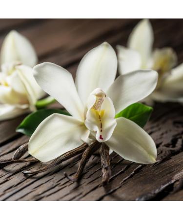 Bourbon Vanilla Madagascar 10g by Alpi Nature Premium Quality Vanilla Powder from Madagascar Bourbon Vanilla Pod - Buy Online on GoSupps.com