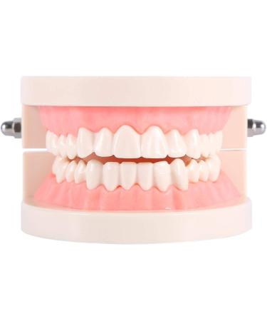 Teeth Model PVC Dental Teaching Aid - Ideal for Kids' Oral Hygiene Demonstration & Study - Buy Online on GoSupps.com