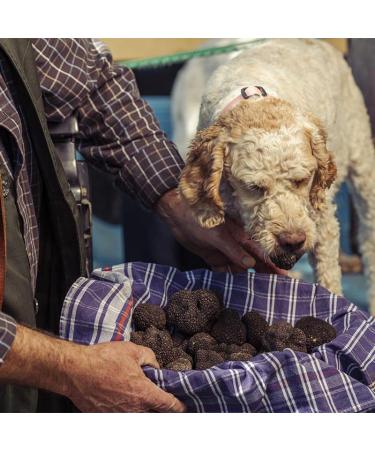 Valnerina Tartufi Crushed Precious Black Winter Truffles | Extra Premium Natural Artisanal and Italian Preserved in Your Own Juice | 25 Gr Jar. - Buy Online on GoSupps.com