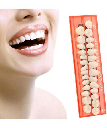 GDZTBS Resin False Teeth - 28pcs Synthetic Fake Teeth Model | Durable Temporary Dentures for International Shipping - Buy Online on GoSupps.com