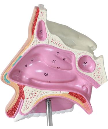 Nasal Cavity Model - Nose Anatomical Model - for Medical Research Doctor Patient - Buy Online on GoSupps.com