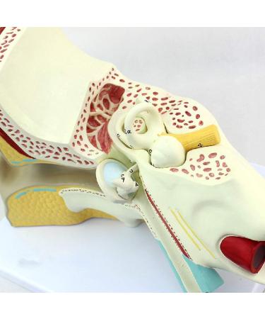 Educational Model Otolaryngology Auditory System Model Medical Human Ear Model Inner Ear Inner Ear Suitable for Teaching Equipment Medical Research - Buy Online on GoSupps.com