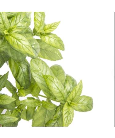 Dermactin-TS 100% Natural Peppermint Lip Balm - Nourishing Moisturizing Treatment (3-Pack) - Buy Online on GoSupps.com