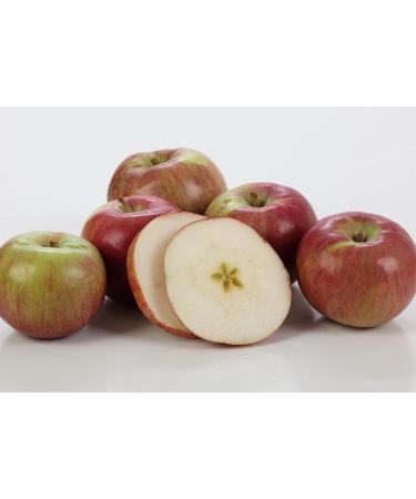 Kauffman Orchards Fresh Mcintosh Apples, Hand-Picked New-Crop Wax-Free Heirloom Macintosh Apples (Box of 8) 8 Count (Pack of 1)