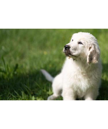 SONNENMOOR Liquid Moor for Dogs 500ml Natural Support for Pets | International Shipping Available - Buy Online on GoSupps.com