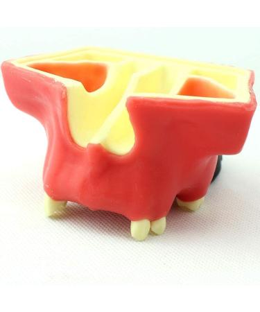 LBYLYH Dental Oral Model & Jaw Implant Surgical Model - Breast Lift Operation Training Tool - Buy Online on GoSupps.com