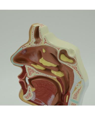 JUJNE Nasopharyngeal and Laryngeal Lesion Model Nasal Cavity Pathological Model Nasal Cavity Magnification Model is Suitable for Medical Teaching - Buy Online on GoSupps.com