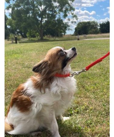 Puppy Training Lead Small Dog Recall Obedience Training Leash 10ft (3m) in 13mm Strong Webbing in (Black) - Buy Online on GoSupps.com