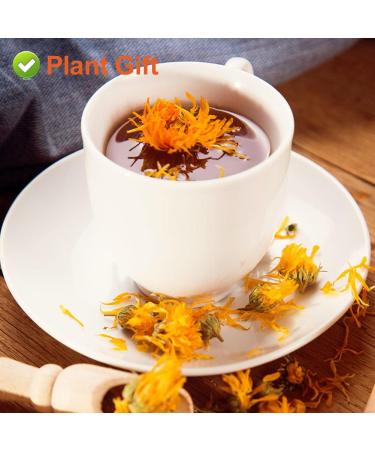 PlantGift Calendula Tea 35G/1.23oz Herbal Tea (Calendula Officinalis) Marigold Tea Pure Herbal Tea Caffeine-Free No GMOs Chinese Tea - Buy Online on GoSupps.com