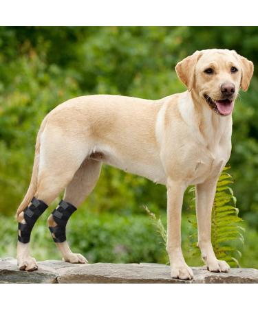 Dog Knee Brace 2 Pcs Canine Rear Hock Joint Brace Support Helps Relieve Injured Dislocated Patella Arthritis or Diseased Pet's Legs Dog Leg Braces for Back Leg|Black (M) - Buy Online on GoSupps.com