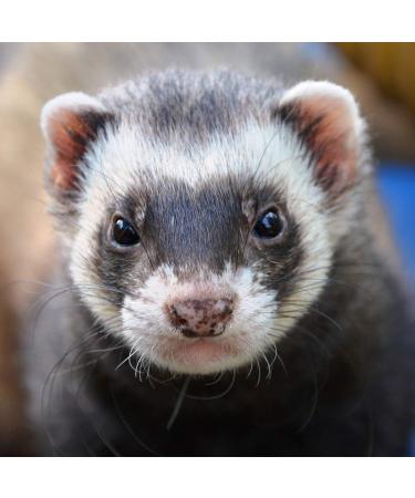 Extra Select Complete Dry Ferret Food: Premium Ferret Kibble with High Protein Content for Optimal Nutrition - 5 Litre Tub Chicken 5 l (Pack of 1) - Buy Online on GoSupps.com