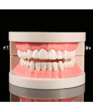 Dental Teaching Model for Kids - 1pc PVC Demonstration for Learning Brushing Teeth Techniques - Buy Online on GoSupps.com