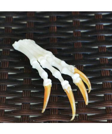 Wixine Fox Feet Articulated Bones Claws | Taxidermy Art Supplies - Buy Online on GoSupps.com