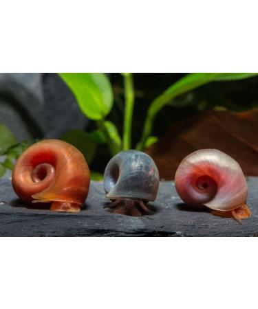 Shrimps Tom Ramshorn Snails Rainbow Mix (PHS) - Premium Breeding Quality (DNZ) 6 pieces