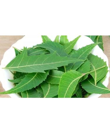 Premium Fresh Neem Leaves | 5 OZ | Approximately 50 leaves | All Natural | Herbal Tea | Ceylon Herbal Tea