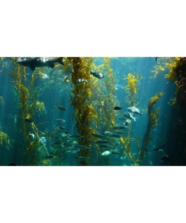 LIFESPAN PURE NEW ZEALAND Energize Oyster Extract Supplement for Men & Women - Zinc Taurine Amino Acids - Supports Energy and Wellsness Manufactured in USA 500 mg 60 Vegetable Capsules. - Buy Online on GoSupps.com