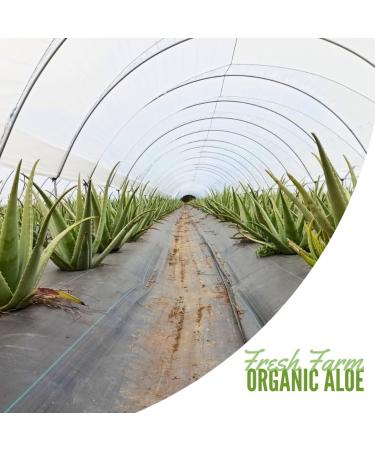 naturae Healthy Aloe Vera Juice Natural Digestive Health & Immune Support with Elderberry Ginger & Stevia Promotes Stomach Balance & Regularity 33.8 fl oz 1 unit - Buy Online on GoSupps.com