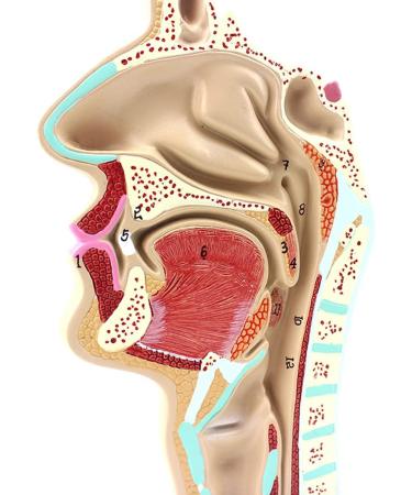 Life Size Nasal Cavity Model Anatomical Oral Throat Model Nasopharyngeal Cavity ENT Medical Educational Training Aid - Buy Online on GoSupps.com