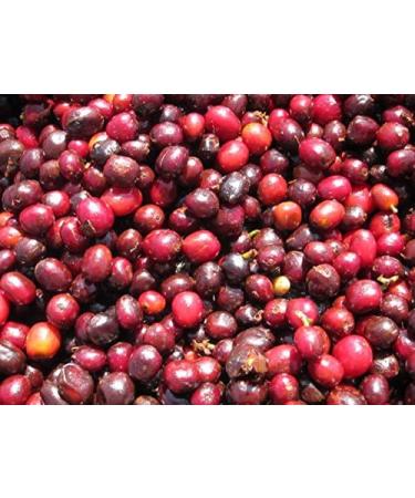 Ethiopian Yirgacheffe Single Origin Micro Lot - Buy Online on GoSupps.com