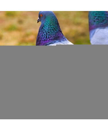 50 Multicolored Aluminum Pigeon & Chicken Leg Rings | Bird Identification Foot Rings - Training Accessories - Buy Online on GoSupps.com