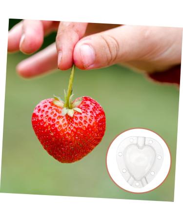 Mipcase 15 Pcs Fruit Shaping Mold Vegerables Forming Tool Cucumber Shaping Tool White Garden Tools Modeling 4.5x4cmx3pcs Whitex3pcs - Buy Online on GoSupps.com